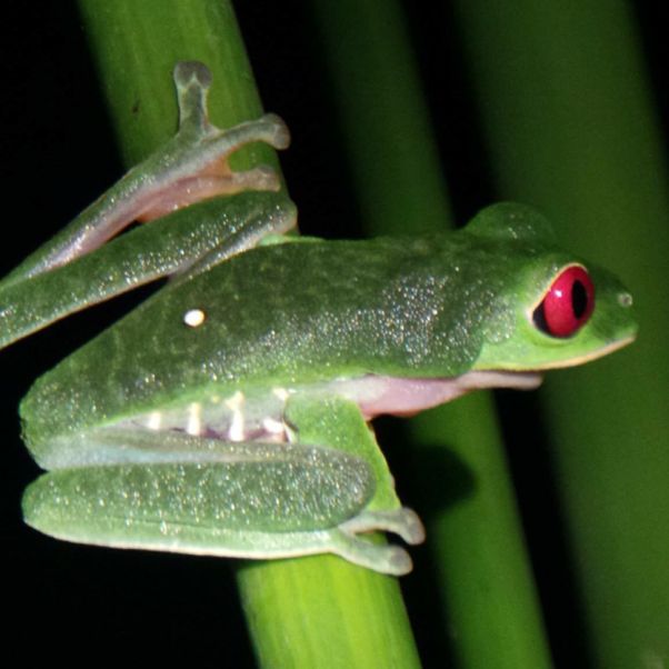 ‘Tree Frog’ by Candace and Joe Zetter