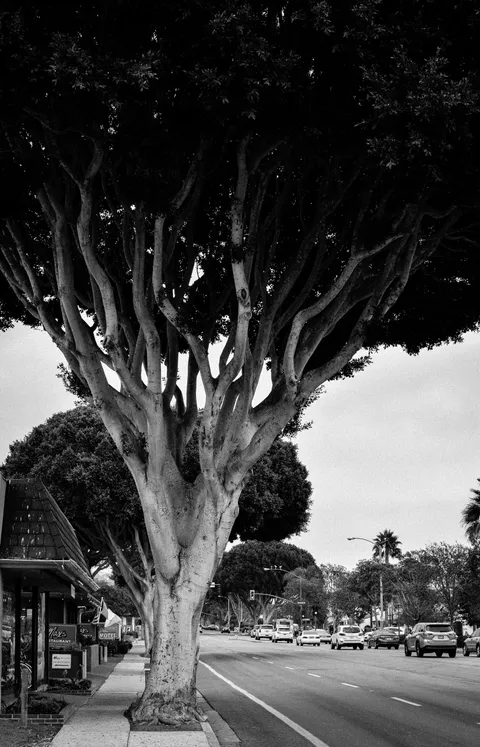 Boulevard Tree
