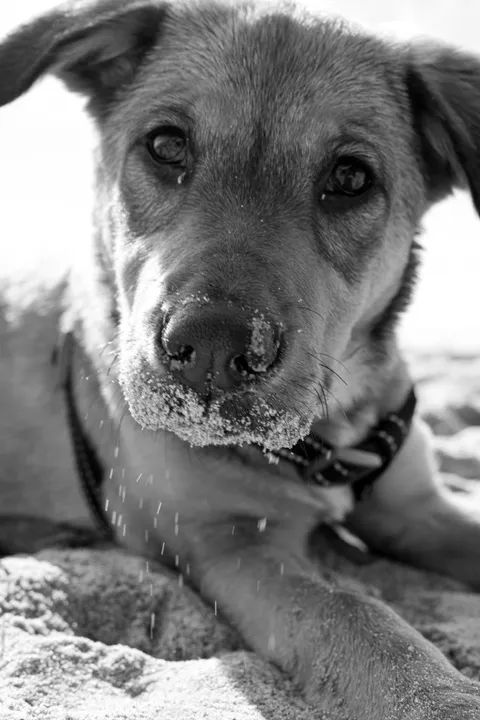 Kaafi with sand all over her face