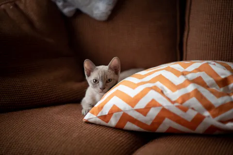 Sleepy rebel
