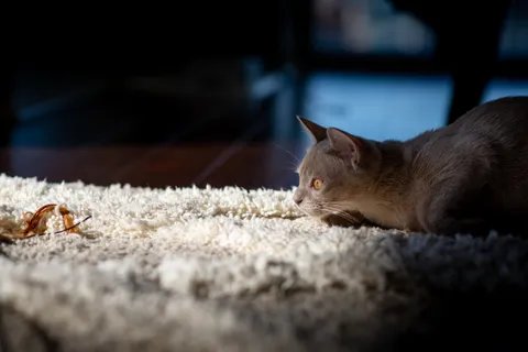 Tiny hunter