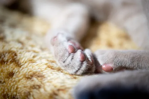 Toe beans