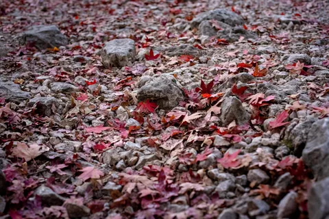 Fallen