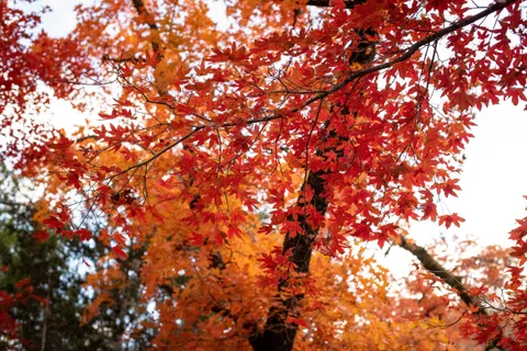 Roaring Autumn