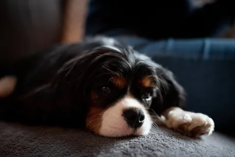 Archie
