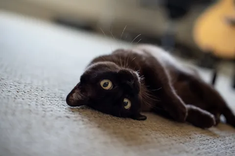 Nyx being a flopsy lil lady