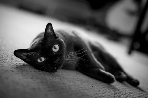 Nyx