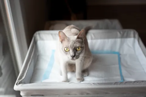 Fur baby