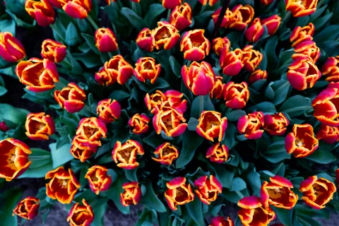 Keukenhof