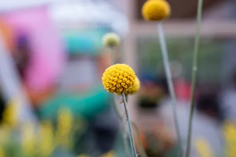 Yellow lollipop