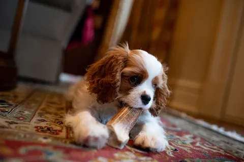 Louie